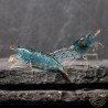 Aura Blue Caridina Serrata Shrimp Non Cross breeding Shrimp