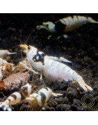 PBL Pure Black Line Caridina Shrimp Buy Now At Shrimp Cove