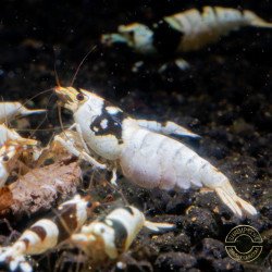 PBL Pure Black Line Caridina Shrimp Buy Now At Shrimp Cove