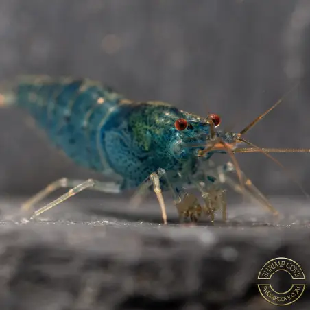 Aura Blue Caridina Serrata Shrimp Non Cross breeding Shrimp