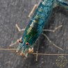 Aura Blue Caridina Serrata Shrimp Non Cross breeding Shrimp