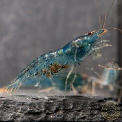 Aura Blue Caridina Serrata Shrimp Non Cross breeding Shrimp