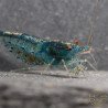 Aura Blue Caridina Serrata Shrimp Non Cross breeding Shrimp
