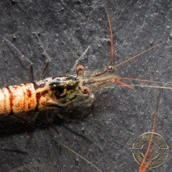 Home-Bred Snow Zebra shrimp Sula Neocaridina Shrimp | Shrimp Cove UK