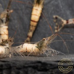 Home-Bred Snow Zebra shrimp Sula Neocaridina Shrimp | Shrimp Cove UK