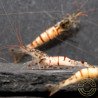 Home-Bred Snow Zebra shrimp Sula Neocaridina Shrimp | Shrimp Cove UK