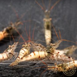 Home-Bred Snow Zebra shrimp Sula Neocaridina Shrimp | Shrimp Cove UK