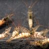 Home-Bred Snow Zebra shrimp Sula Neocaridina Shrimp | Shrimp Cove UK