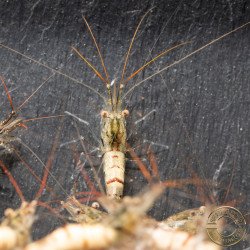 Home-Bred Snow Zebra shrimp Sula Neocaridina Shrimp | Shrimp Cove UK