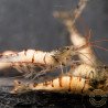 Home-Bred Snow Zebra shrimp Sula Neocaridina Shrimp | Shrimp Cove UK