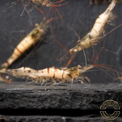Home-Bred Snow Zebra shrimp Sula Neocaridina Shrimp | Shrimp Cove UK