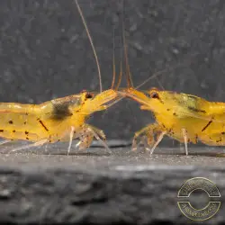 Tangerine Tiger Serrata Shrimp Non Cross breeding Shrimp