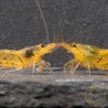 Tangerine Tiger Serrata Shrimp Non Cross breeding Shrimp
