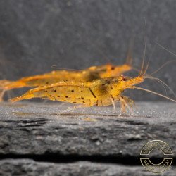 Tangerine Tiger Serrata Shrimp Non Cross breeding Shrimp