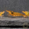Tangerine Tiger Serrata Shrimp Non Cross breeding Shrimp