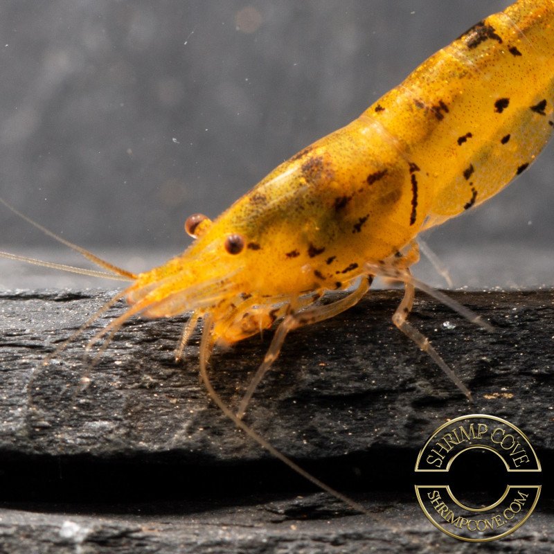 Tangerine Tiger Serrata Shrimp Non Cross breeding Shrimp