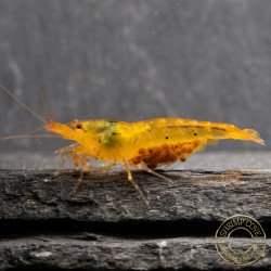 Tangerine Tiger Serrata Shrimp Non Cross breeding Shrimp