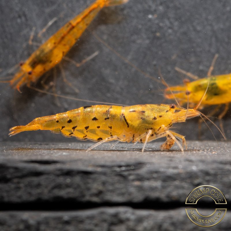 Tangerine Tiger Serrata Shrimp Non Cross breeding Shrimp