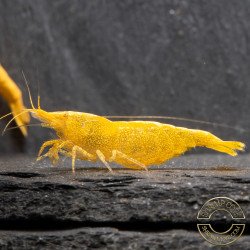 Yellow Golden Back Neocaridina Shrimp Buy Now at Shrimp Cove