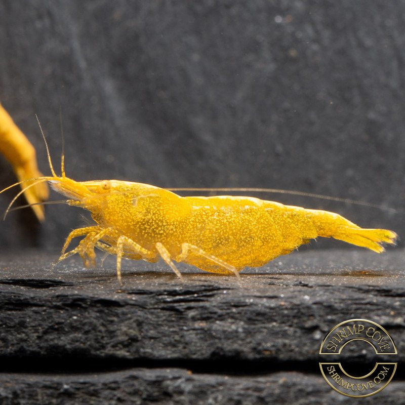 Yellow Golden Back Neocaridina Shrimp Buy Now at Shrimp Cove