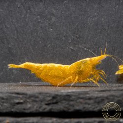Yellow Golden Back Neocaridina Shrimp Buy Now at Shrimp Cove