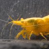 Yellow Golden Back Neocaridina Shrimp Buy Now at Shrimp Cove