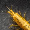 Yellow Golden Back Neocaridina Shrimp Buy Now at Shrimp Cove