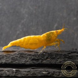Yellow Golden Back Neocaridina Shrimp Buy Now at Shrimp Cove