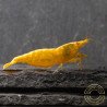 Yellow Golden Back Neocaridina Shrimp Buy Now at Shrimp Cove