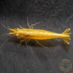 Yellow Golden Back Neocaridina Shrimp Buy Now at Shrimp Cove