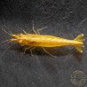 Yellow Golden Back Neocaridina Shrimp Buy Now at Shrimp Cove