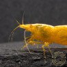 Yellow Golden Back Neocaridina Shrimp Buy Now at Shrimp Cove
