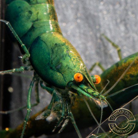Shrimpfy OE Blue & Green  Neocaridina Shrimp Buy Now at Shrimp Cove