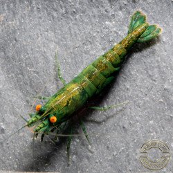 Shrimpfy OE Blue & Green  Neocaridina Shrimp Buy Now at Shrimp Cove