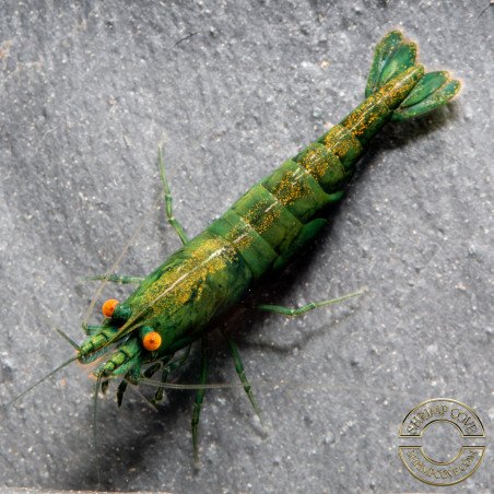 Shrimpfy OE Blue & Green  Neocaridina Shrimp Buy Now at Shrimp Cove