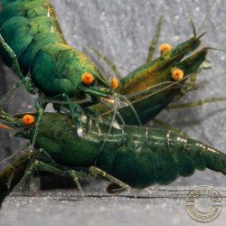 Shrimpfy OE Blue & Green  Neocaridina Shrimp Buy Now at Shrimp Cove