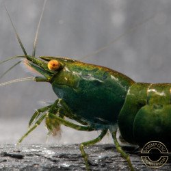 Shrimpfy OE Blue & Green  Neocaridina Shrimp Buy Now at Shrimp Cove