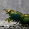 Shrimpfy OE Blue & Green  Neocaridina Shrimp Buy Now at Shrimp Cove