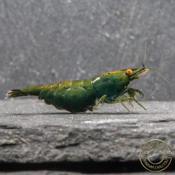 Shrimpfy OE Blue & Green  Neocaridina Shrimp Buy Now at Shrimp Cove