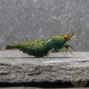 Shrimpfy OE Blue & Green  Neocaridina Shrimp Buy Now at Shrimp Cove