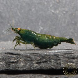 Shrimpfy OE Blue & Green  Neocaridina Shrimp Buy Now at Shrimp Cove