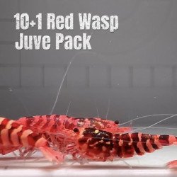 10X WASP Juvenile Caridina Shrimp Aquarium | Shrimp Cove | BEST IN UK
