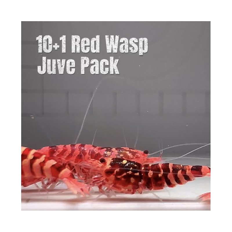 10X WASP Juvenile Caridina Shrimp Aquarium | Shrimp Cove | BEST IN UK
