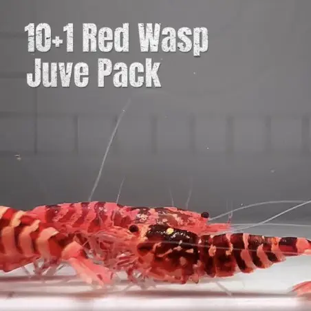 10X WASP Juvenile Caridina Shrimp Aquarium | Shrimp Cove | BEST IN UK