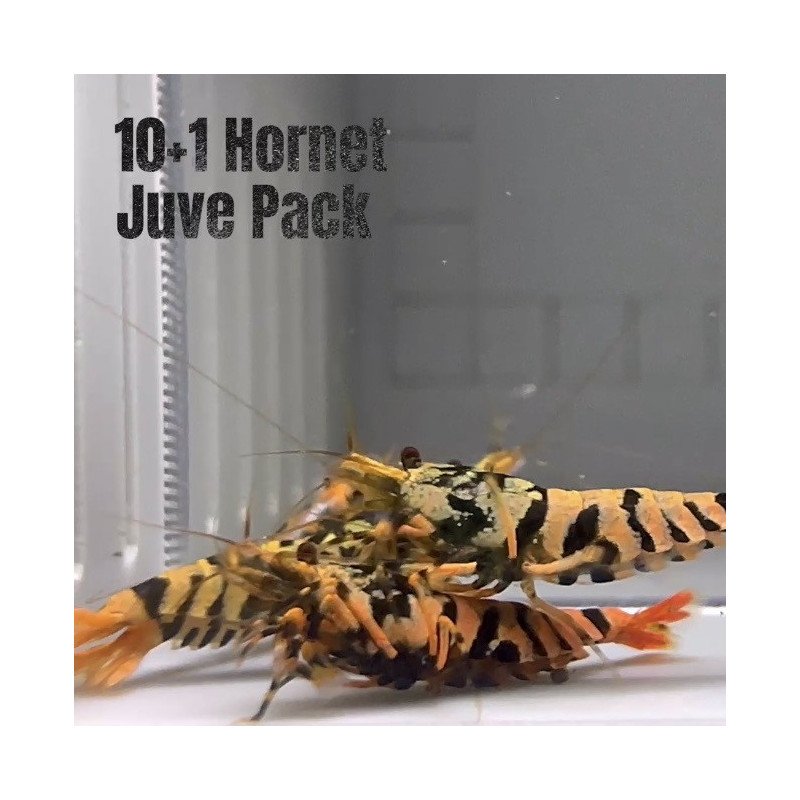 10x HORNET CARIDINA SHRIMP A MIND BLOWING BARGAIN | Shrimp Cove