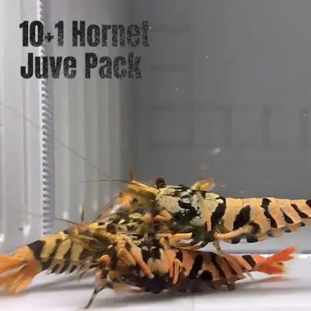 10x HORNET CARIDINA SHRIMP A MIND BLOWING BARGAIN | Shrimp Cove
