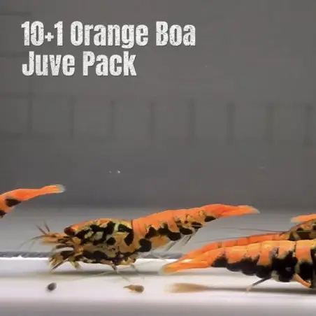 10x Shrimp MIND BLOWING BARGAINS Caridina Shrimp Aquarium Beauty | Shrimp Cove