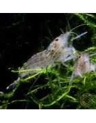 Mini Amano Shrimp - Non Crossbreeding ShrimpCove