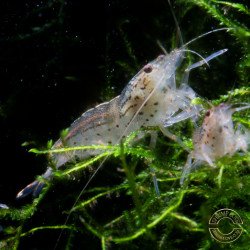 Mini Amano Shrimp - Non Crossbreeding ShrimpCove