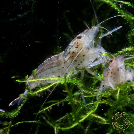 Amano Shrimp - Non Crossbreeding ShrimpCove